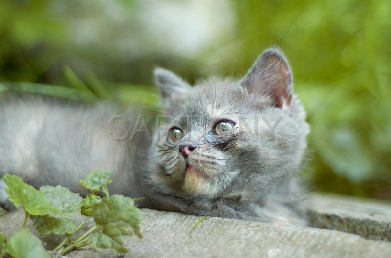 BRITISH SHORTHAIR C043.jpg